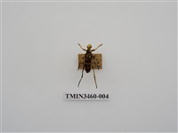 藏品(金毛花天牛)的圖片